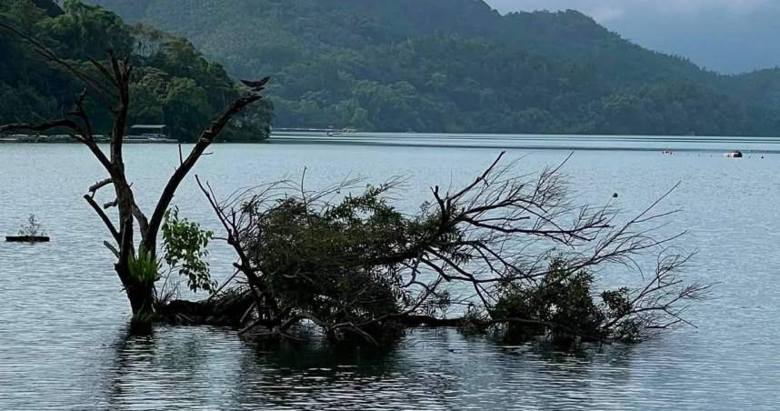巴威颱風過境後，日月潭北旦灣知名地標「孤獨樹」不敵強風倒塌。（圖／翻攝自臉書／JALife呷生活、鄉民阿正提供）
