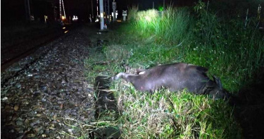 前天才撞!台鐵晚間再度撞上水牛 自強號車鼻頭受損