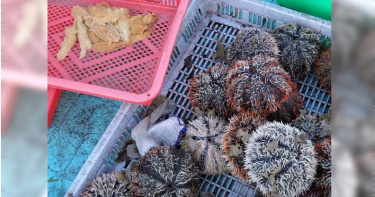 澎湖旅遊消費糾紛疑似敲竹槓，1顆馬糞海膽賣500元。（圖／中國時報陳可文攝）