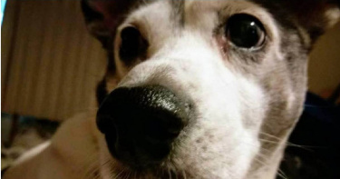 為充足國內犬、貓及非經濟動物診治疾病用藥，農委會表示，已與衛福部協調增列42項人用抗生素供獸醫師治療犬貓及非經濟動物使用，並於「輸入動物用藥品樣品贈品管理辦法」增訂得由獸醫師公會協助統籌輸入與儲備專案進口之動物用藥品。（圖／中國時報李柏澔攝）