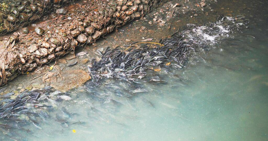 瓦磘溝整治有成，近日有民眾發現魚群超多。（圖／新北市水利局提供／中國時報陳慰慈新北傳真）