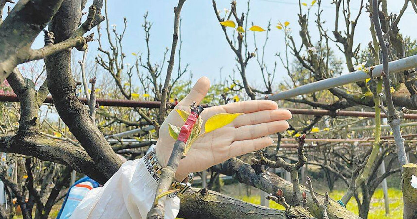 1月連續低溫降雨造成高接梨穗無法開花，嫁接成功率低，新北市農業局估計農損面積3.63公頃、農損金額29萬7000元。（圖／新北市農業局提供／中國時報陳慰慈新北傳真）