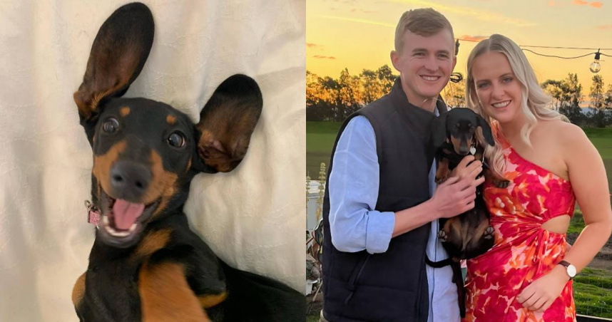 澳洲一名女子喬治亞（Georgia Gardner）的愛犬薇樂莉在2023年11月走丟，沒想到在500多天後被發現蹤跡，讓她又驚又喜。（圖／Facebook／Kangala Wildlife Rescue）