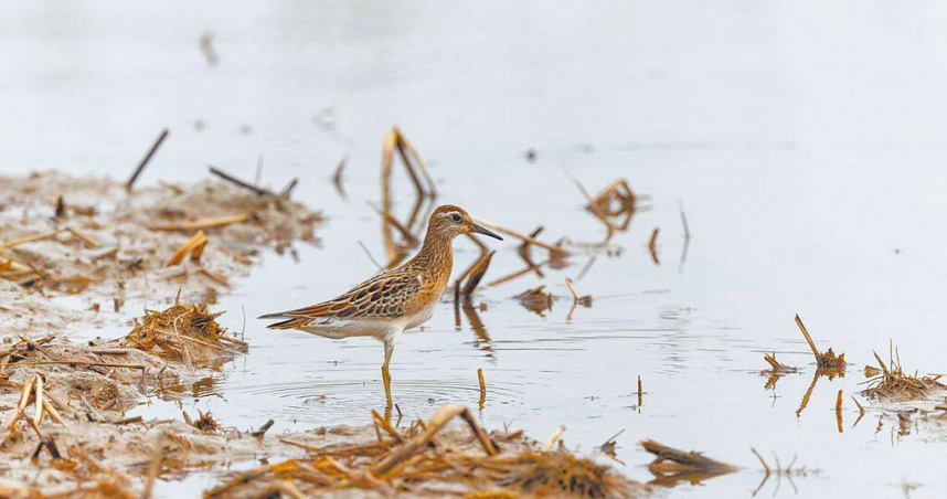 被國際自然保護聯盟（IUCN）紅皮書列為全球易危物種（VU）的尖尾濱鷸4月出現在田寮洋。（圖／陳明芫提供／中國時報呂健豪新北傳真）