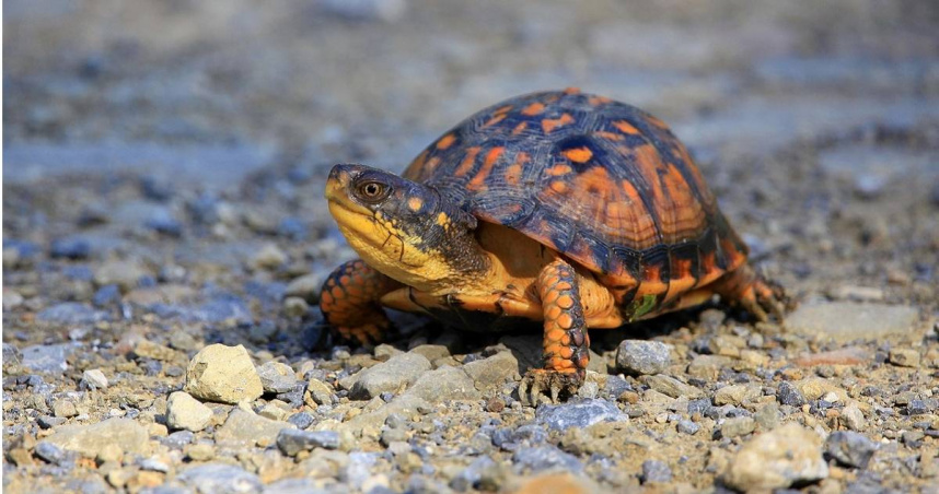 英國一名女主人瑞秋（Rachel Etches）飼養13年的寵物龜李奧納多（Leonardo）突然失蹤，在9個月後成功找回。（示意圖／Pixabay）