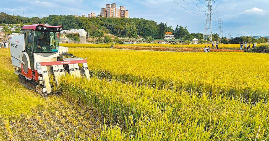 在暖化最嚴重的情境下，水稻產量將在本世紀末減產18％。圖為楊梅水資源回收中心旁的農田。（圖／桃園水務局提供／蔡依珍桃園傳真）