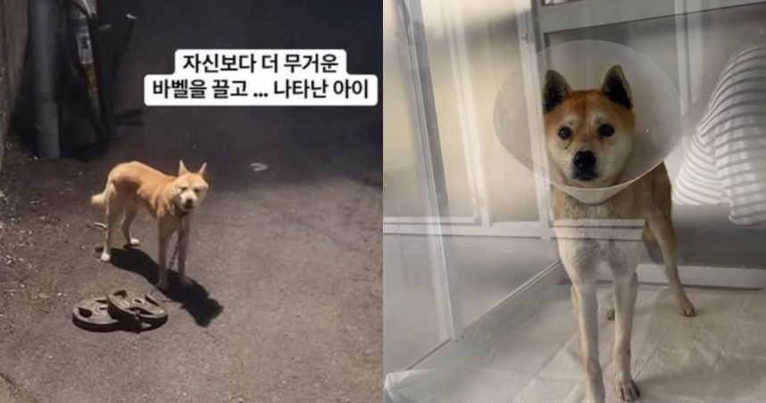 有隻狗狗被栓在30公斤重的槓片上。（圖／翻攝自Instagram／neowahamgaenyang）