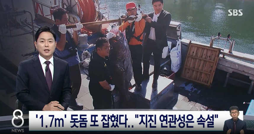 極度稀少以至於被韓國釣魚愛好者稱為「傳說中的深海魚」的罕見深海巨型石鯛（돗돔），近期卻在釜山海域頻繁被捕獲，引起了韓國網友對於傳聞中「日本大地震」的討論。（圖／翻攝SBS NEWS）