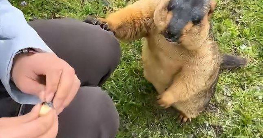 工作人員再次提醒廣大遊客，千萬不要投餵土撥鼠。（圖／翻攝自微博）