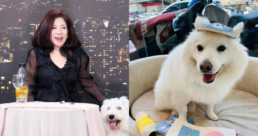 陳文茜的愛犬也罹癌。（圖／翻攝臉書／文茜的世界周報 Sisy's World News）