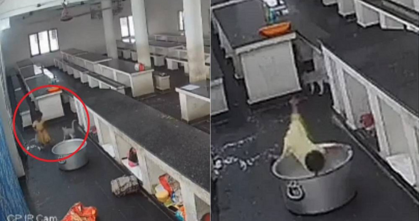 印度一名1歲半女童顧著跟貓咪玩，不小心跌入滾燙的牛奶鍋內，最終全身大面積燒燙傷身亡。（圖／翻攝自Instagram／dt_next）