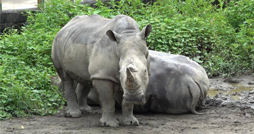 台北市立動物園18日傳出白犀牛死亡事件，園方指出，死亡白犀牛為母白犀牛犀慧，38歲已屬為老齡個體，圖為犀慧站著、犀妮趴著休息。（圖／台北市立動物園提供）