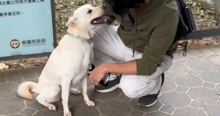 桃園市動保處遭指控訓犬不當，對此澄清為情緒過激自傷並非虐待，且該犬現已被新飼主領養，健康狀況良好，針對不實言論將提告。（圖／桃園市動保處提供）