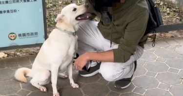 桃園市動保處遭指控訓犬不當，對此澄清為情緒過激自傷並非虐待，且該犬現已被新飼主領養，健康狀況良好，針對不實言論將提告。（圖／桃園市動保處提供）