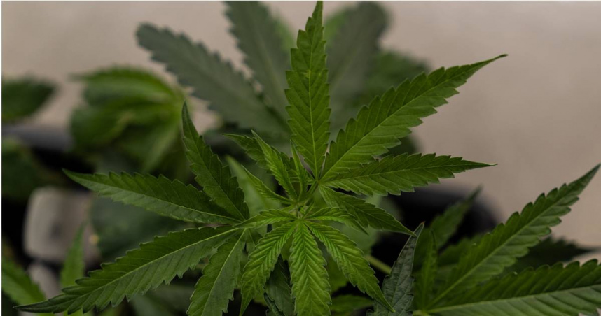 美國司法部（DOJ）於美東時間23日表示，將立即放寬對部分大麻產品的限制。（圖／達志／美聯社）