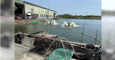 十足目虹彩病毒如何流入台灣難追蹤 基因序列與陸百分百相符