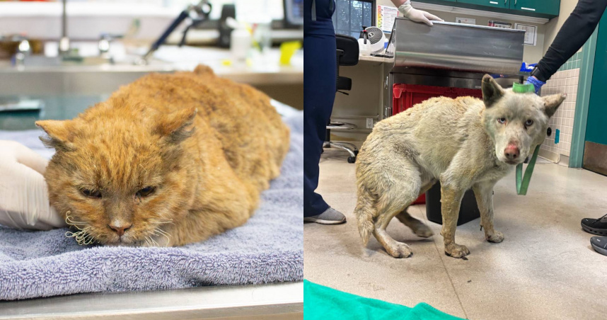 （圖／翻攝自FB）