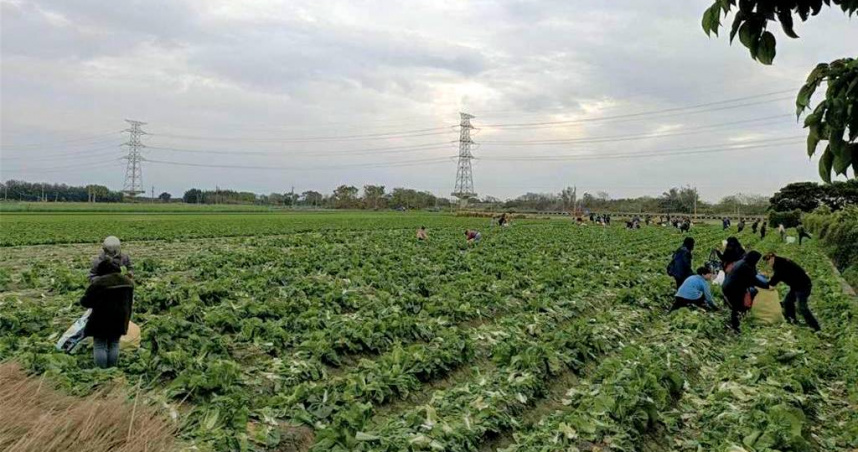 近日傳出有地方政府收到農業部函文要求清查農保資格，據統計，此次全台約有8000餘名不符合農保資格。（圖／報系資料照）