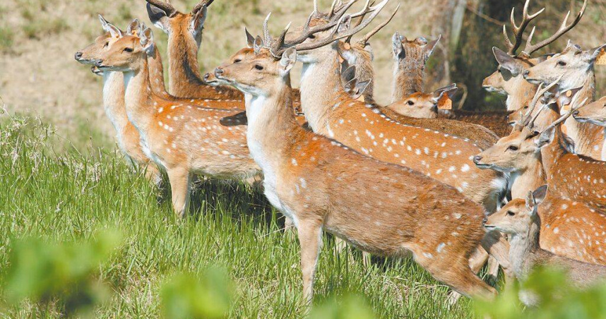 墾丁國家公園復育梅花鹿有成，可以和梅花鹿不期而遇，有網友撿到梅花鹿角超興奮。墾管處指出，若在特別景觀區或生態保護區撿拾鹿角並帶走，可罰3000元。（圖／墾管處提供／中國時報羅琦文屏東傳真）