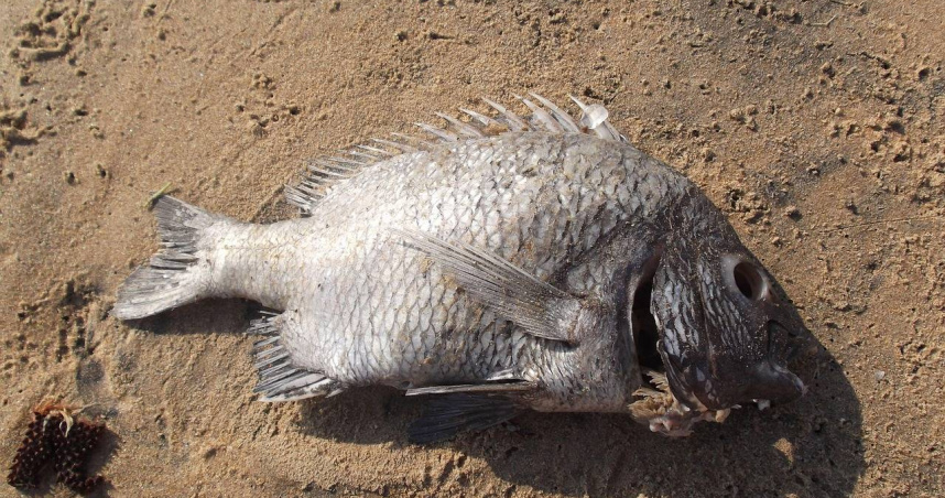 英國29歲媽媽罹患罕見魚臭症,無論如何清潔,身上仍散發腐魚臭味,嚴重影響生活與心理健康,甚至連親人葬禮也缺席。(示意圖/Pixabay)
