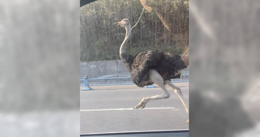 6月13日下午，中國四川省樂山市一名雷姓男子在開車途中，偶遇一隻在馬路上以時速40公里狂奔的鴕鳥。（圖／翻攝紅星新聞）