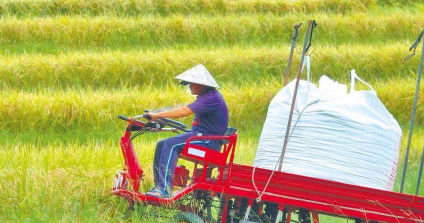 據農糧署調查，近日濕穀收購價格每百台斤逾1150元，較2021年同期大漲逾20％。（圖／報系資料照）