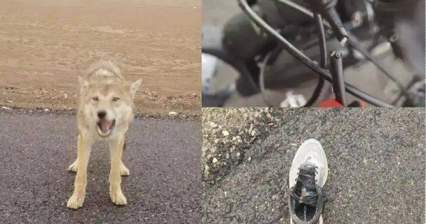 騎乘部落客在羌塘無人區露營時，誤將野狼當成『網紅狼』投餵，結果深夜遭咬斷單車煞車線。（圖／取自上游新聞）