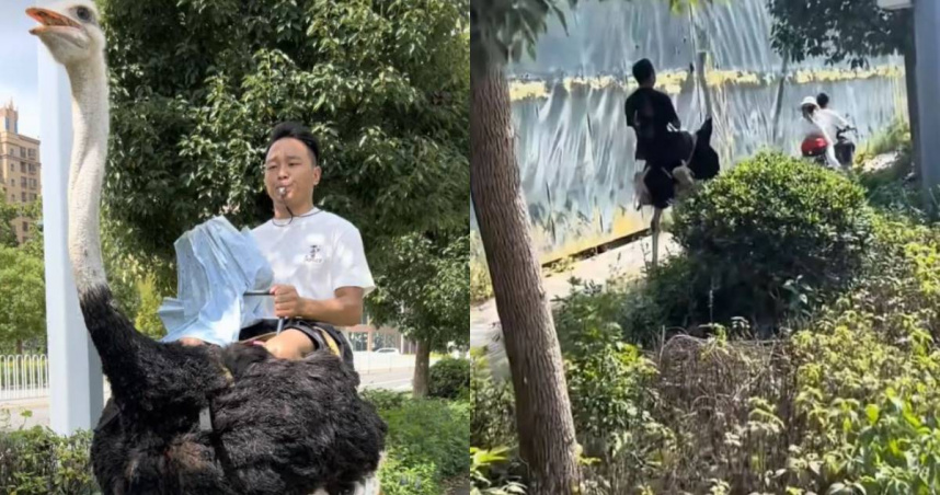 大陸雲南省曲靖市男子阿華（化名）近日在網上分享自己騎鴕鳥的影片，引發網友熱烈關注。（圖／翻攝自瀟湘晨報）