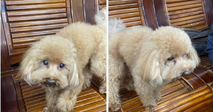 台中市1隻12歲紅色貴賓犬「Niko」，日前趁73歲林姓飼主不注意，偷跑出家門，所幸經員警及熱心民眾幫助，成功返家。（圖／民眾提供）