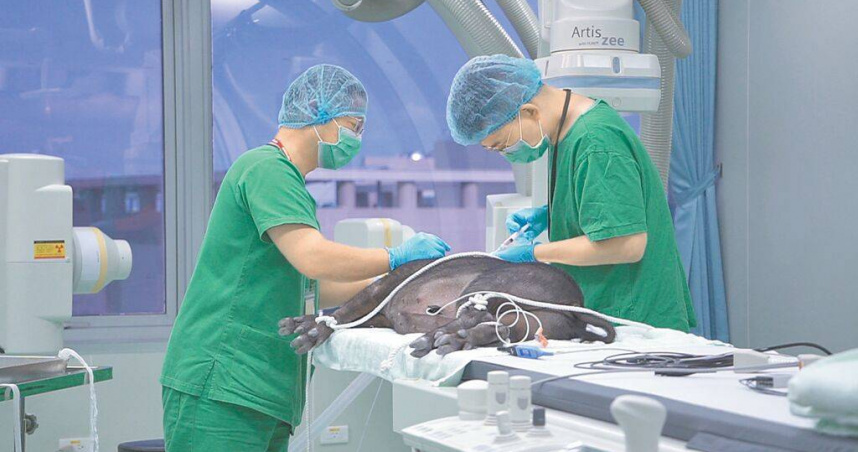 農業部公告將訂定「實驗動物之來源與適用範圍及管理辦法」，共計納管15種常見實驗動物，且來源以「6管道」為限，盼維護動物福利同時兼顧管理品質。（圖／翻攝畫面）