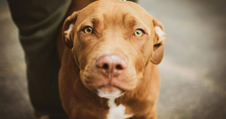 美國發生比特犬咬死飼主的悲劇。（示意圖／Pexels）