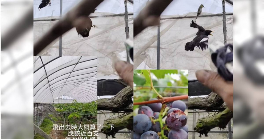 彰化血葡萄？果園負責人架鳥網虐殺八哥還PO網　動防所要罰了