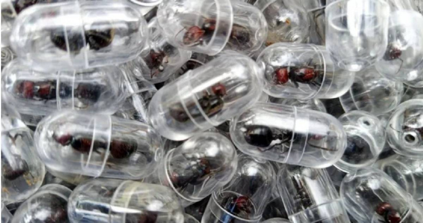 肯亞出現一名中國籍男子試圖走私大量有價值的蟻后，在安檢時被發現，目前遭當局拘留5天，全案持續調查中。（圖／翻攝自肯亞野生動物管理局網站）