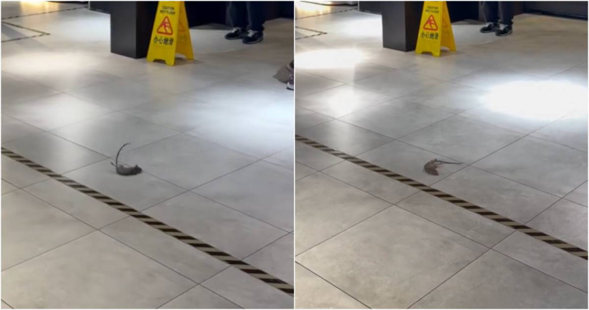 誠品生活南西店9日晚間，老鼠從天花板降落，嚇壞路過民眾。（圖／翻攝Threads／＠diana_nyust）