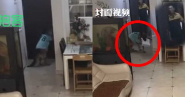 神犬開門「簽收包裹」快遞員一臉懵…主人驚呆:沒特別訓練過