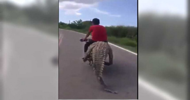 墨國少年盜獵 跨坐鱷魚身上騎車運回家