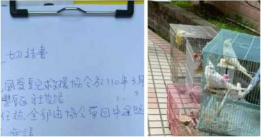 前空姐「澆油縱火」住院 家中26隻鸚鵡已被救出安置