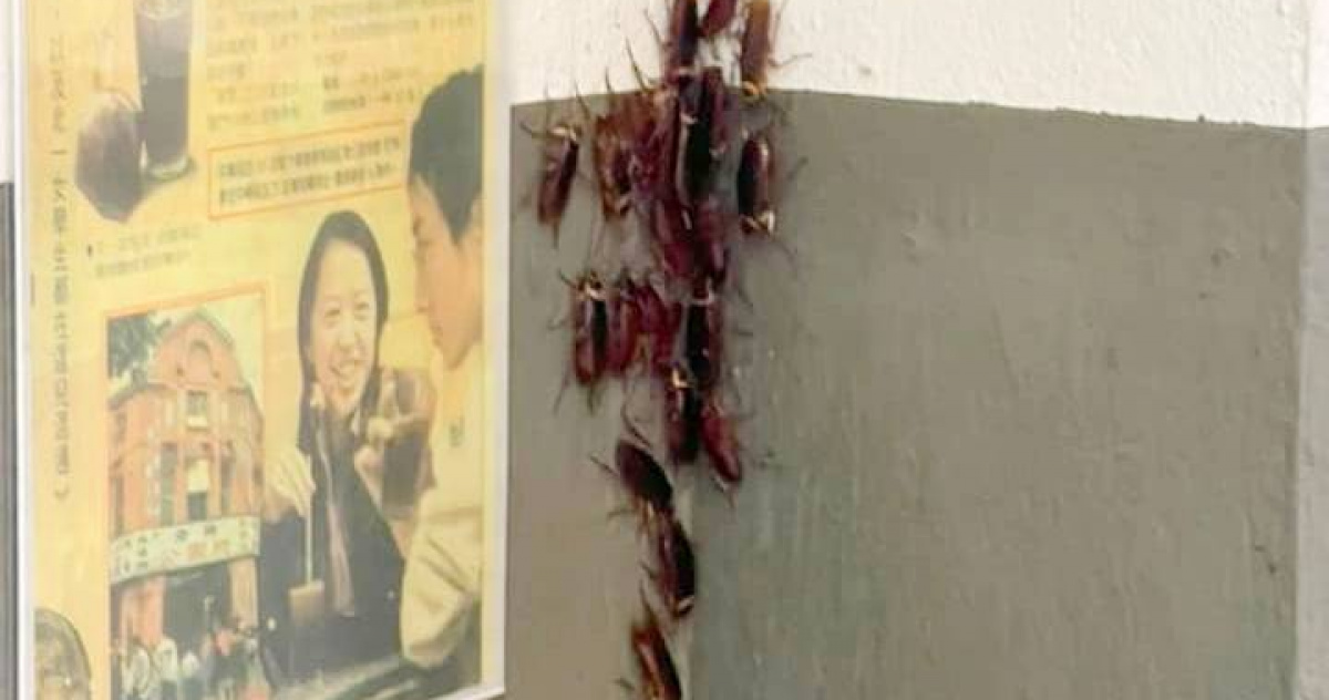 不死小強1/蟑螂滿屋跑「夏天出沒量增6倍」 專家公布祕技!最猛殺蟲劑是它 | 生活 | CTWANT