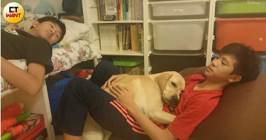 【用愛領航3】每晚打地鋪陪睡 小導盲犬成全家寶貝