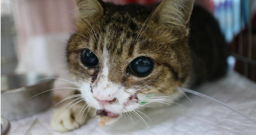 經獸醫師緊急手術治療，虎斑白貓已恢復健康，目前在中和動物之家等待認養中。（圖／新北市動保處提供）