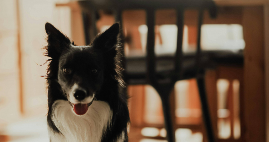 日本茨城縣有一家特別的牙科診所「Palette牙科診所」，透過治療犬的陪伴，讓孩子們高高興興地看牙醫。（示意圖／翻攝Pexels）