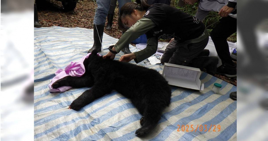 獸醫師團隊昨天將黑熊麻醉後於現場進行初步檢傷處置。（圖／林保署提供）