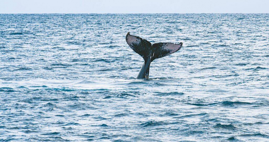 屏東縣恆春半島南灣至後壁湖海域，3月31日傍晚有2隻大翅鯨現身，讓目擊者興奮不已。（圖／潛水教練余致諠提供／中國時報羅琦文屏東傳真）