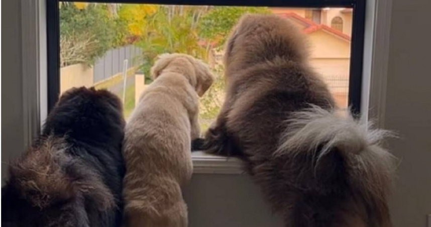 澳洲商家羅雪兒因狗狗照片遭Meta誤判違規，IG帳號被停權損失150萬元。（圖／翻攝自IG）