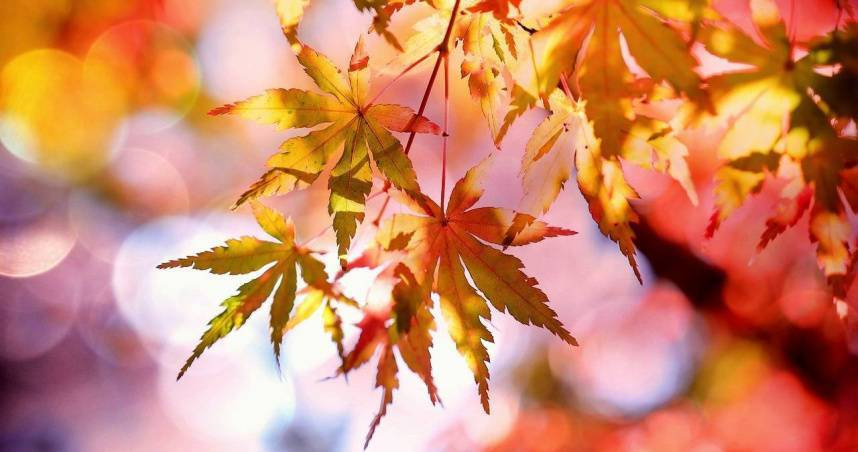 2025年8月7日13點52分節氣來到「立秋」，秋，即禾與火，有禾谷成熟的意思，是豐收的季節。（示意圖／翻攝自pixabay）