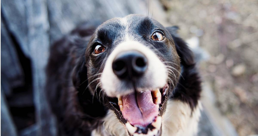 男子被狗咬傷染敗血症（示意圖／Pexels）