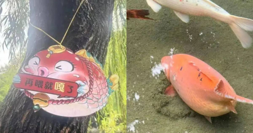 趵突泉錦鯉因過於肥胖被稱為「豬鯉」。（圖／翻攝自九派新聞）