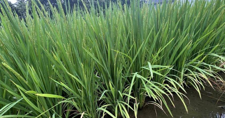 農業部表示，114年1期作各鄉鎮市區水稻產量已完成調查統計，部分地區因低溫寒害影響，造成稻穀不稔實(空包彈)導致減產，經統計有18縣市、65個鄉鎮，共約1.1萬位農民獲得出險，理賠金額達1.3億元。（示意圖／報系資料庫）