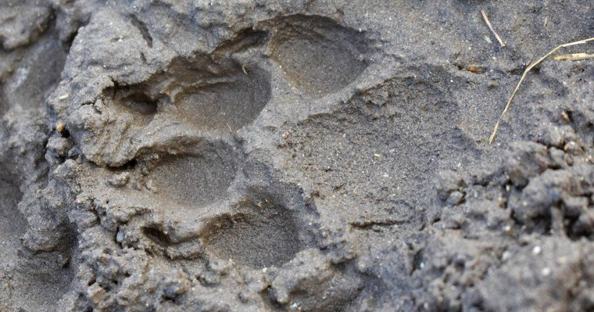 卡雷拉斯潘帕斯遺址保留超過1.6萬個獸腳類恐龍足跡，為目前全球最大記錄。（示意圖／達志／美聯社）