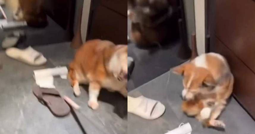 茶聚加盟主虐15歲老狗喊「送安樂死」　總部決議終止合作：毀損商譽